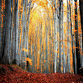 An Autumn in the Forest Photograph by Philippe Sainte-Laudy An Autumn in the Forest Photograph by Philippe Sainte-Laudy