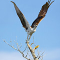 An Osprey Launch by Gordon Elwell