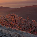 An winter landscape in the morning by Amalia Suruceanu An winter landscape in the morning by Amalia Suruceanu