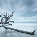 Ancient Driftwood Photograph by Jordan Hill Ancient Driftwood Photograph by Jordan Hill