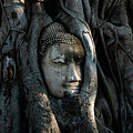 The Fallen Kingdom - Buddha Statue, Wat Mahathat, Thailand Photograph by Earth And Spirit The Fallen Kingdom - Buddha Statue, Wat Mahathat, Thailand Photograph by Earth And Spirit