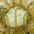 Sea Anemone with Red Photograph by WAZgriffin Digital Sea Anemone with Red Photograph by WAZgriffin Digital