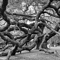 Angel Oak Tree Photograph by Louis Dallara Angel Oak Tree Photograph by Louis Dallara