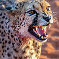 Angry cheetah portrait, Namibia by Delphimages Photo Creations