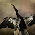 Anhinga Portrait Photograph by Randall Allen Anhinga Portrait Photograph by Randall Allen