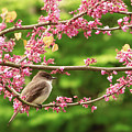Animal - Bird - Hello Phoebe Photograph by Mike Savad