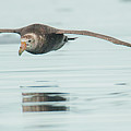 Antarctic Giant Petrel Low Level Over Fournier Bay Photograph by Jeff at JSJ Photography Antarctic Giant Petrel Low Level Over Fournier Bay Photograph by Jeff at JSJ Photography