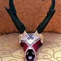 Antelope Skull by Charla Van Vlack Antelope Skull by Charla Van Vlack