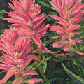 Apacuni Paintbrush Pastel by Lee Tisch Bialczak Apacuni Paintbrush Pastel by Lee Tisch Bialczak