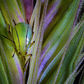Aphid On A Foxtail Photograph by Endre Balogh Aphid On A Foxtail Photograph by Endre Balogh