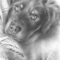 Apollo resting among leaves, dog portrait by Adriana Mueller