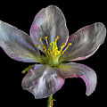 Apple Blossom 1 Photograph by Endre Balogh Apple Blossom 1 Photograph by Endre Balogh