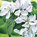 Apple Blossoms by Daniela Easter