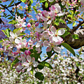 Apple Blossoms Summerland Spring IX by Allan Van Gasbeck