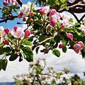 Apple Blossoms Summerland Spring VIII by Allan Van Gasbeck