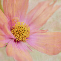 Apricotta 1 by Jill Love