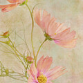 Apricotta 3 by Jill Love