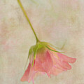 Apricotta 4 by Jill Love