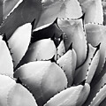 Aqua Agave Black and White by Lupen Grainne