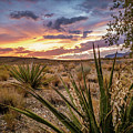 Arizona Desert Sunset Photograph by Bradley Morris Arizona Desert Sunset Photograph by Bradley Morris
