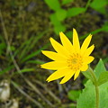 Arnica Photograph by Nicola Finch Arnica Photograph by Nicola Finch