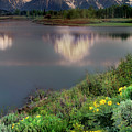 Arrowleaf Balsamrood Mount Moran Grand Tetons Np Photograph by Dave Welling Arrowleaf Balsamrood Mount Moran Grand Tetons Np Photograph by Dave Welling