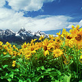 Arrowleaf Balsamroot Grand Tetons National Park Wyoming Photograph by Dave Welling Arrowleaf Balsamroot Grand Tetons National Park Wyoming Photograph by Dave Welling