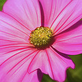 Art - Pink Flower Digital Art by Matthias Zegveld Art - Pink Flower Digital Art by Matthias Zegveld