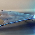 Art - Super Fly Digital Art by Matthias Zegveld