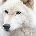 Artic Wolf Portrait  by Kristia Adams