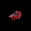 Artistic Balanced Multicolor Betta Fish Digital Art by Sambel Pedes Artistic Balanced Multicolor Betta Fish Digital Art by Sambel Pedes