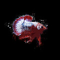 Artistic FCCP Betta Fish Digital Art by Sambel Pedes Artistic FCCP Betta Fish Digital Art by Sambel Pedes