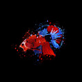 Artistic Red Koi Betta Fish Digital Art by Sambel Pedes Artistic Red Koi Betta Fish Digital Art by Sambel Pedes
