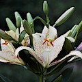 Asiatic Lily Blossoms and Buds Photograph by Nancy Ayanna Wyatt Asiatic Lily Blossoms and Buds Photograph by Nancy Ayanna Wyatt