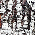 Aspen Bark Panel by Tom Janca