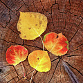 Aspen leaves on a log Photograph by Bob Falcone Aspen leaves on a log Photograph by Bob Falcone