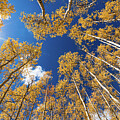 Aspen - Lookup 1 by Stephen Holst