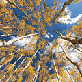 Aspen - Lookup 2 by Stephen Holst
