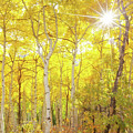 Aspen Morning Photograph by Darren White Aspen Morning Photograph by Darren White