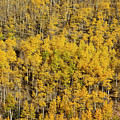 Aspen Texture Photograph by Aaron Spong Aspen Texture Photograph by Aaron Spong