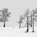 Aspen Tree Line-up by Denise Bush