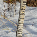 Aspen trunk Photograph by Nicola Finch Aspen trunk Photograph by Nicola Finch
