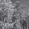 Aspens in Black Hills in fall Photograph by Cathy Anderson Aspens in Black Hills in fall Photograph by Cathy Anderson