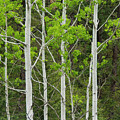 Aspens Photograph by Larry Bohlin Aspens Photograph by Larry Bohlin