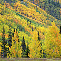 Aspens Near And Far by Denise Bush