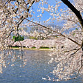 At Peak Bloom Photograph by Lois Bryan At Peak Bloom Photograph by Lois Bryan