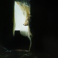 At The Window by Abbie Shores Aka Frankie Shifter