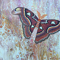 Atlas Silk Moth by Lucy Arnold
