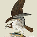 Audubon's Fish Hawk or Osprey by Dale Kincaid