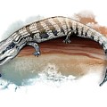 Australian Blue Tongue Lizard Painting by Simon Read Australian Blue Tongue Lizard Painting by Simon Read